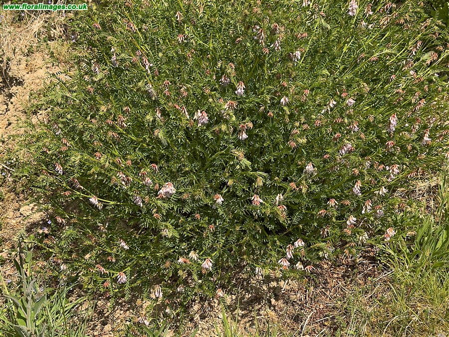 Vicia orobus