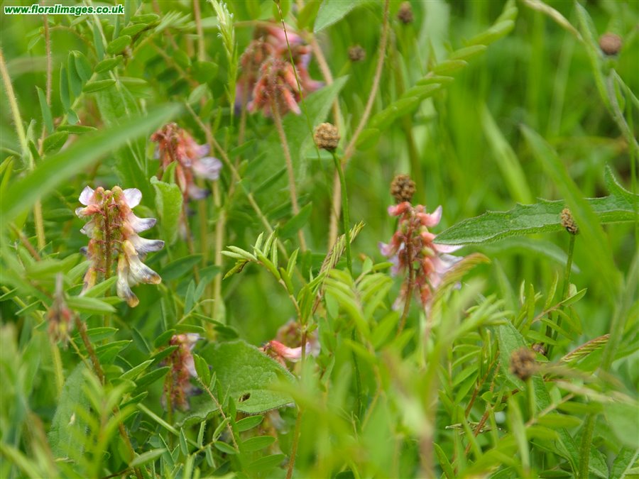 Vicia orobus