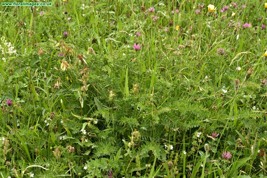 Vicia orobus