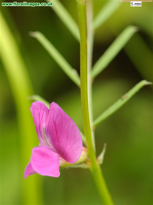 Vicia sativa