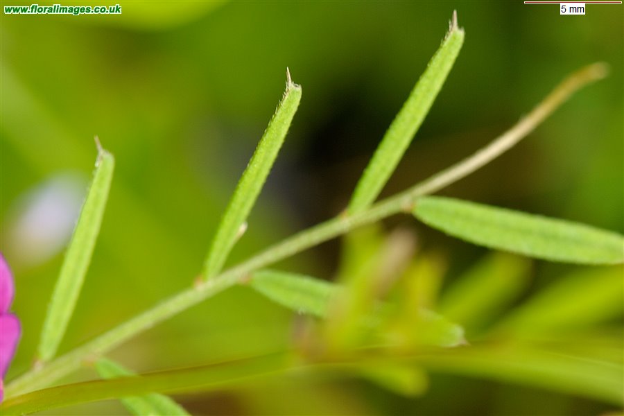 Vicia sativa