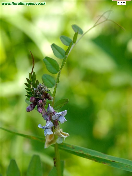 Vicia sepium