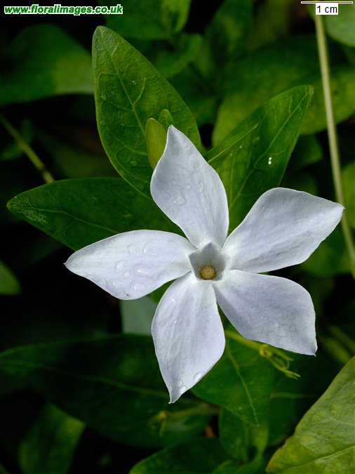 Vinca difformis