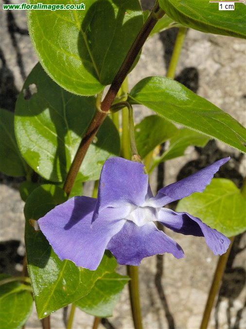 Vinca major