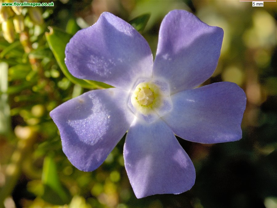 Vinca minor