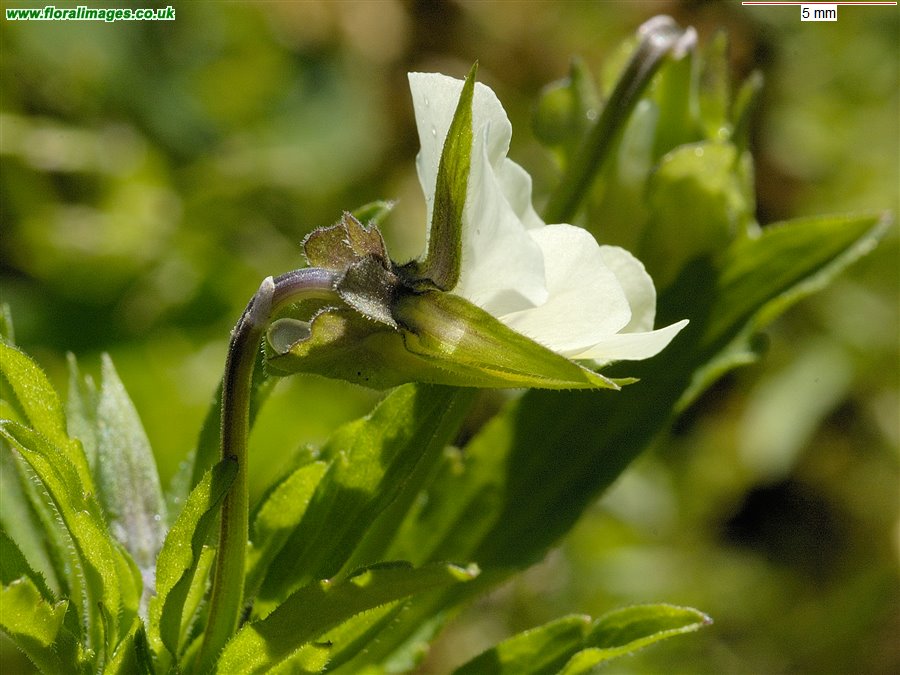 Viola arvensis