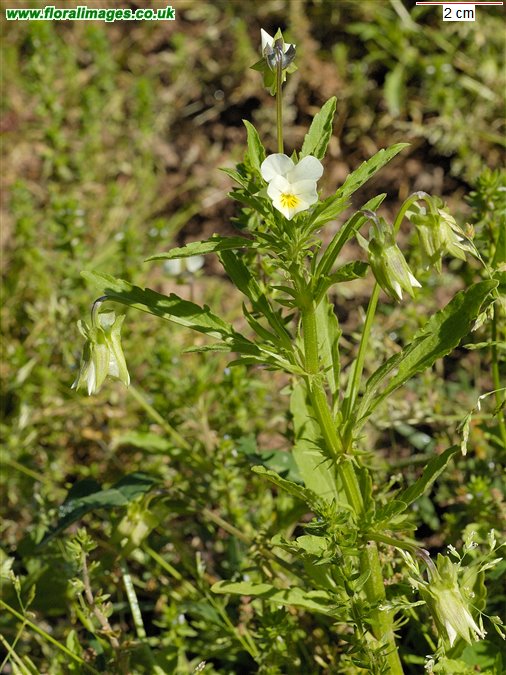 Viola arvensis