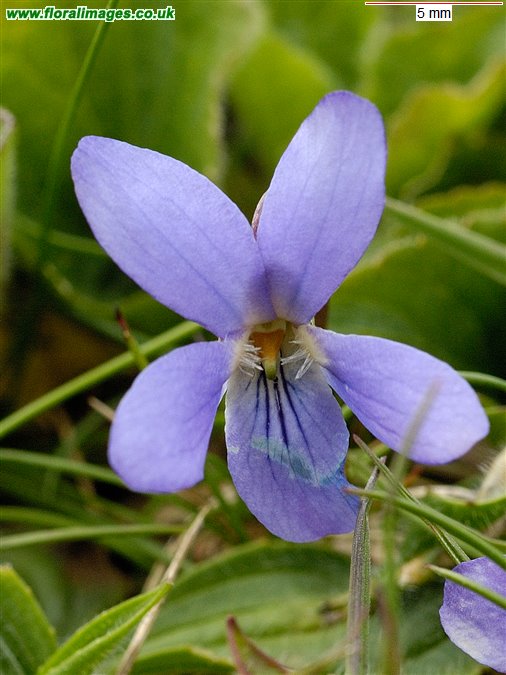 Viola hirta