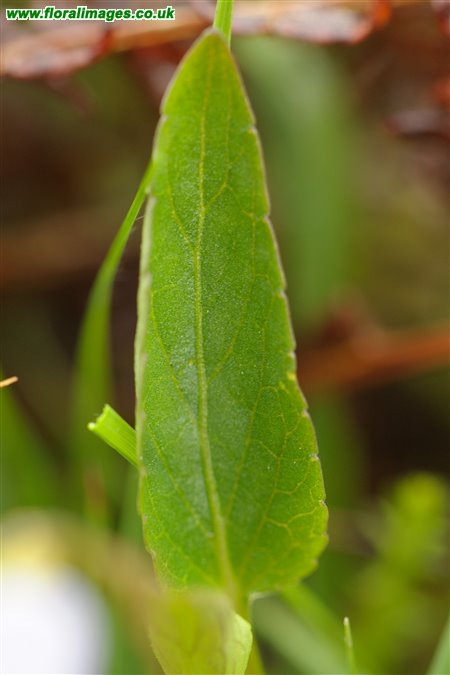 Viola lactea