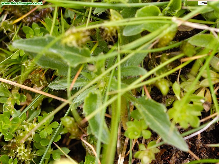 Viola lutea