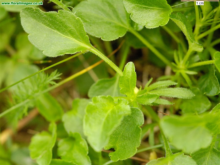 Viola lutea