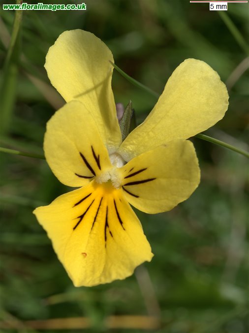 Viola lutea