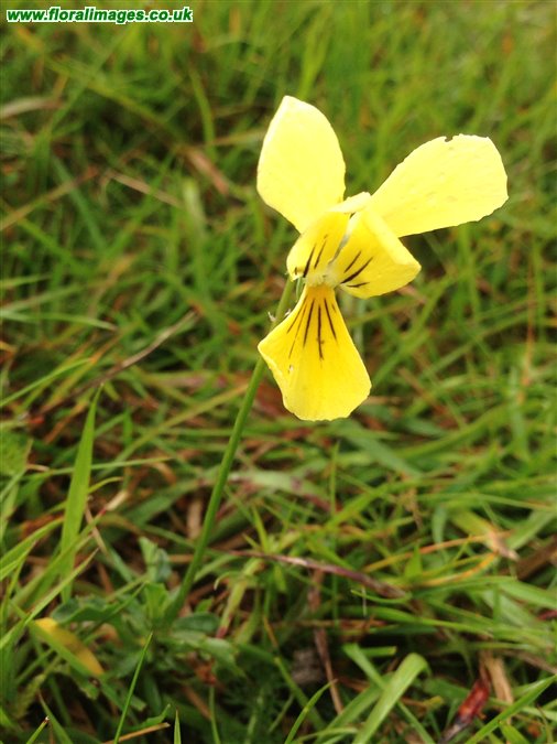 Viola lutea
