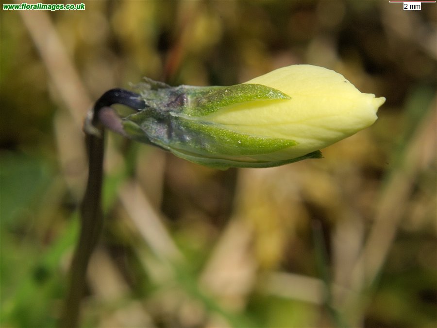 Viola lutea