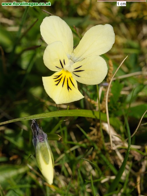 Viola lutea