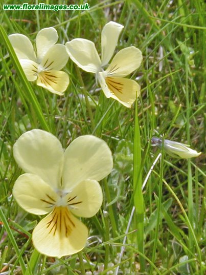 Viola lutea