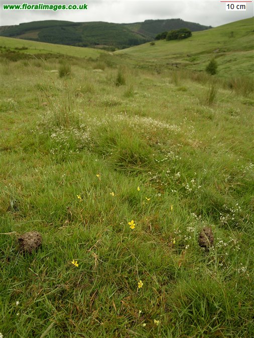 Viola lutea