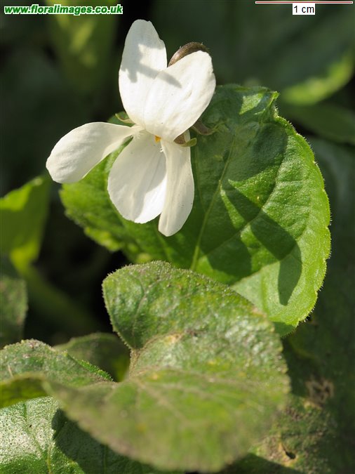Viola odorata