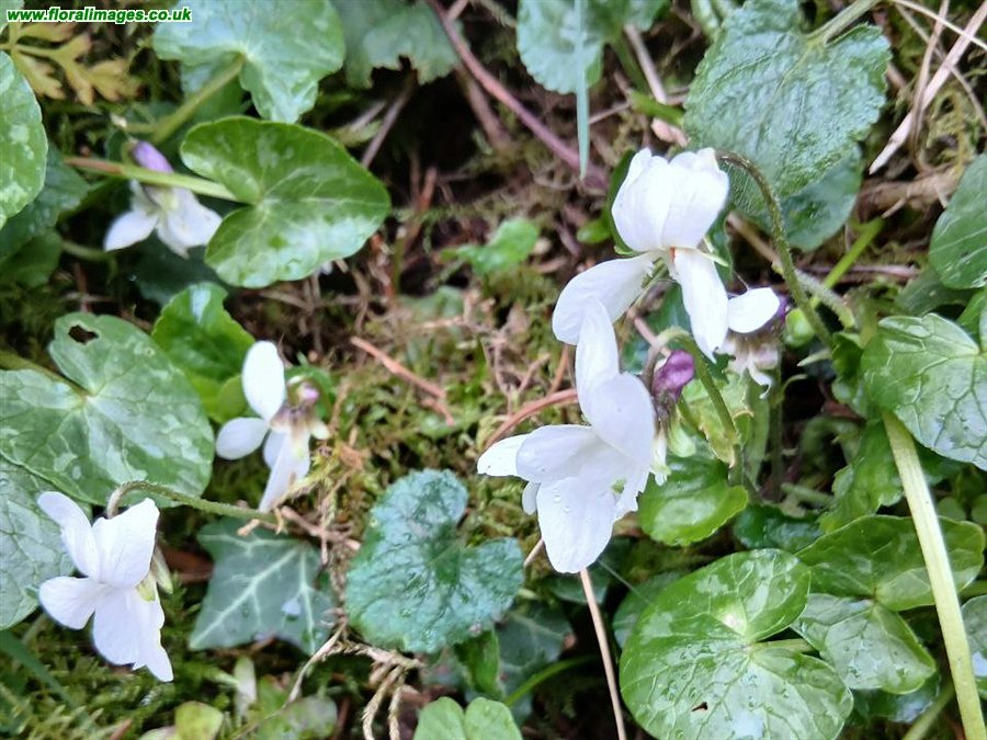 Viola odorata