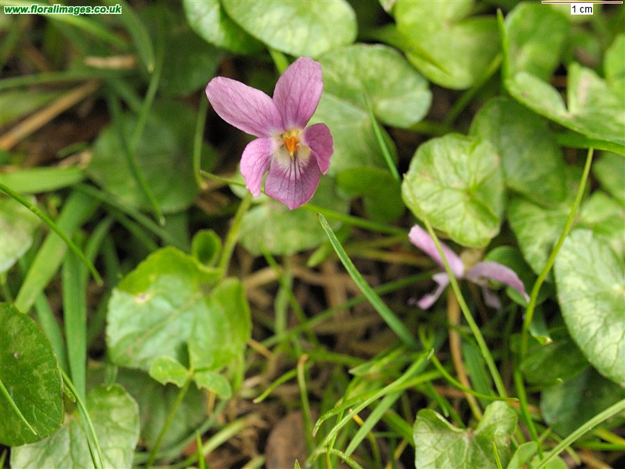 Viola odorata