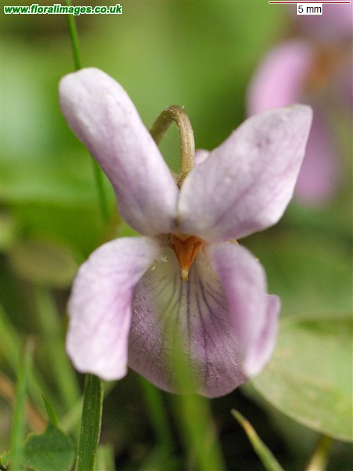 Viola odorata