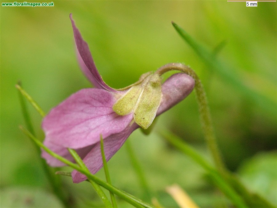 Viola odorata