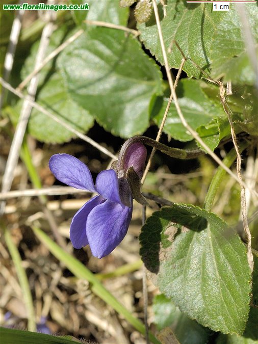 Viola odorata