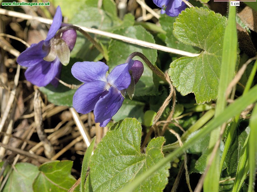 Viola odorata