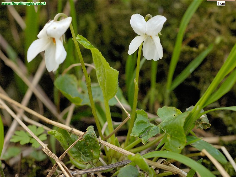 Viola odorata