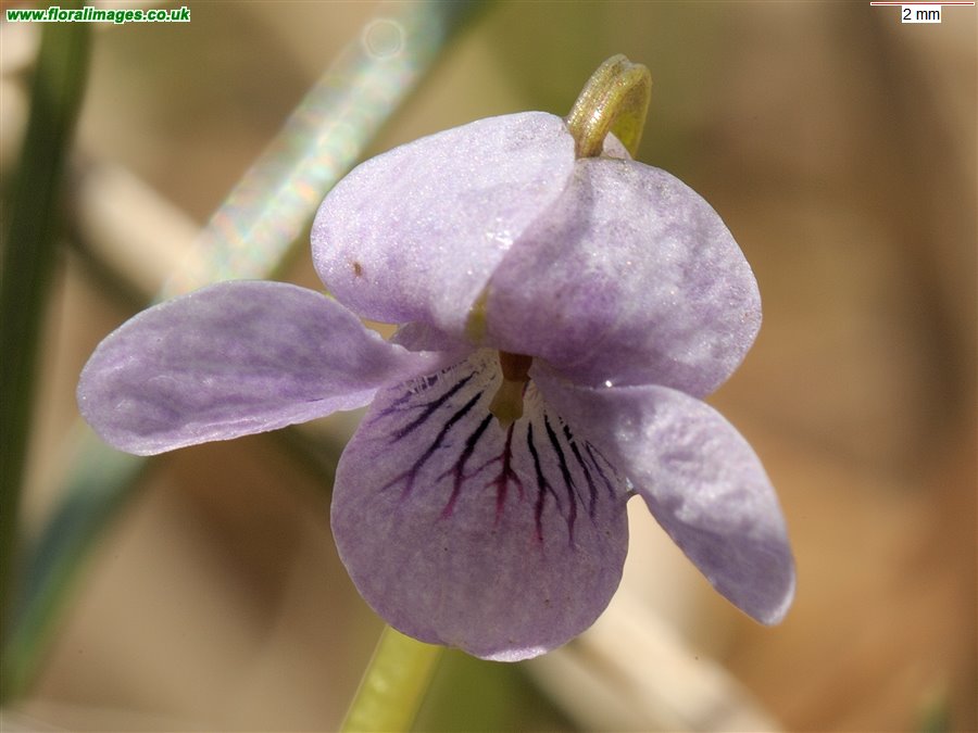 Viola palustris