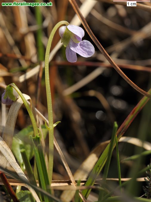 Viola palustris