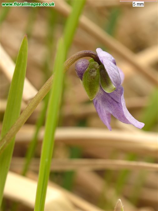Viola palustris