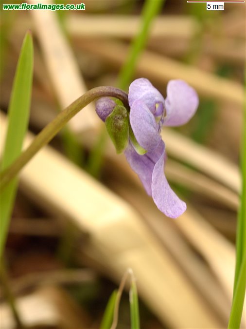 Viola palustris