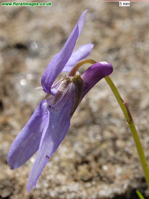 Viola reichenbachiana
