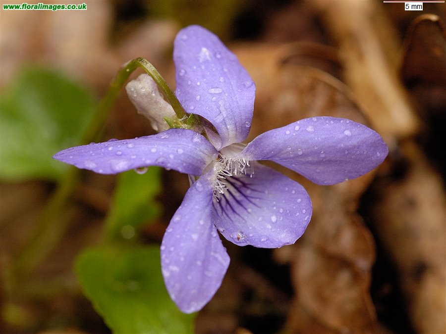 Viola riviniana