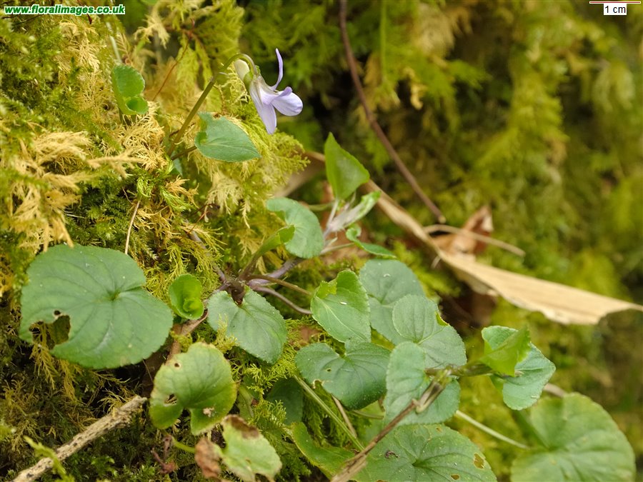 Viola riviniana