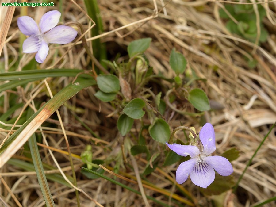 Viola x intersita
