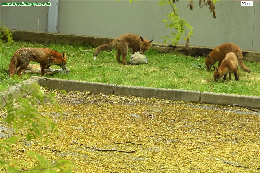 Vulpes vulpes