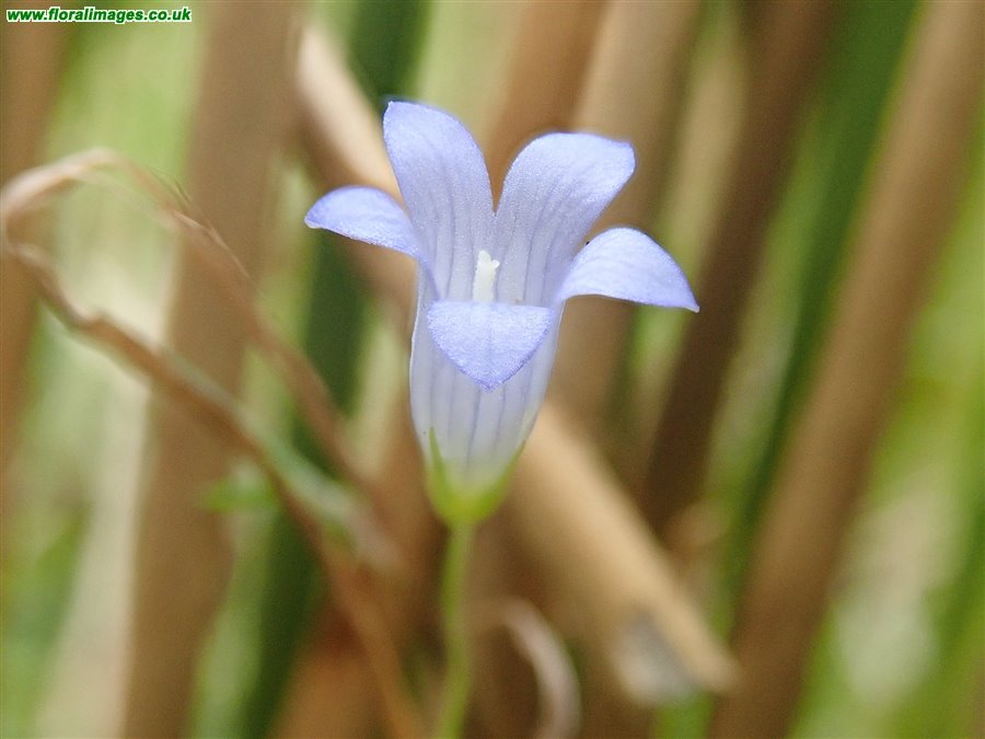 Wahlenbergia hederacea