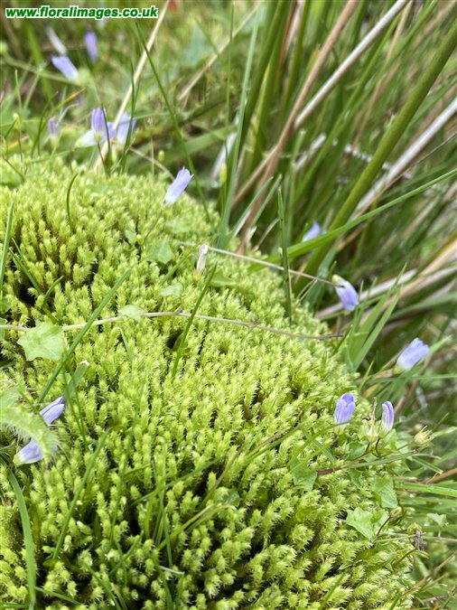 Wahlenbergia hederacea