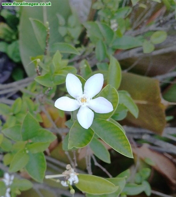 Wrightia antidysenterica