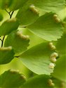 Adiantum venustum