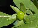 Atropa belladonna