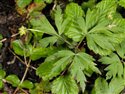 Anemone nemorosa