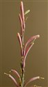 Agave parviflora