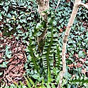Asplenium scolopendrium