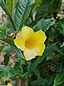 Bush llamanda (guest image)