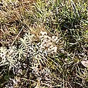 Anaphalis margaritacea