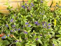 Aegonychon purpureocaeruleum