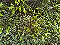 Asplenium scolopendrium